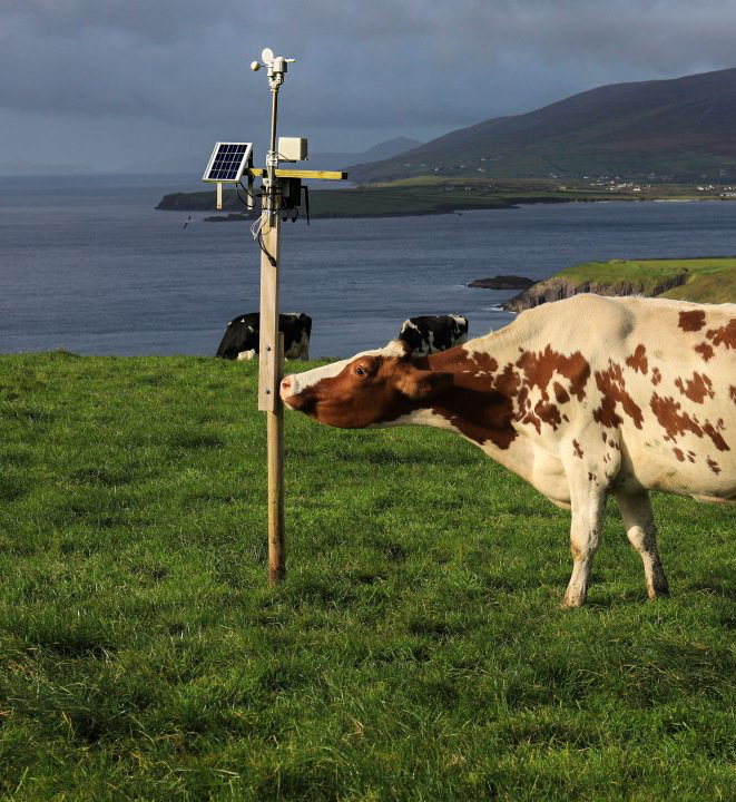Cow inspects a climate sensor on the Dingle peninsula