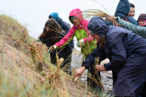 People working in the Maharees dunes on sand dune day